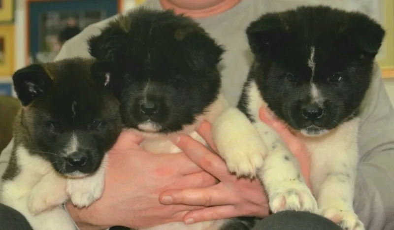 Americka akita stenci