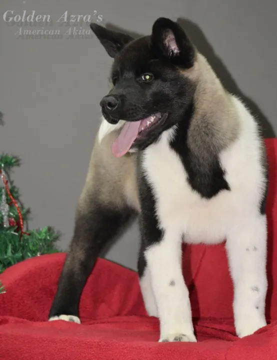 Američka Akita štene