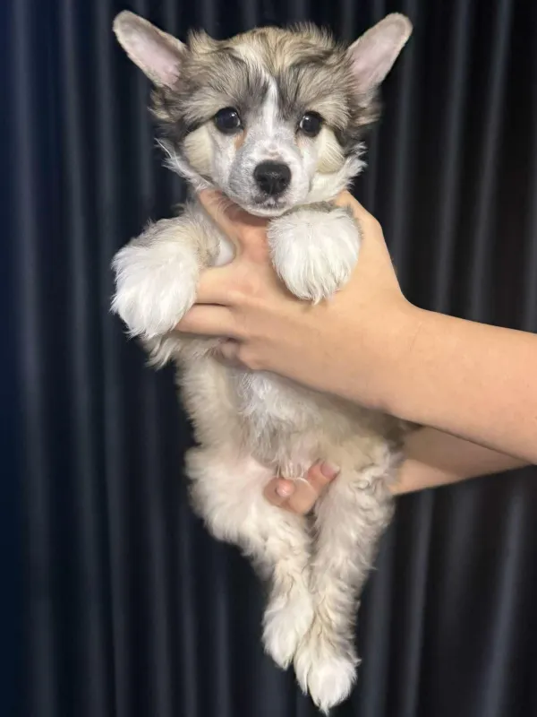 Kineski ćubasti pas štenci