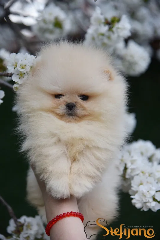 Pomeranac Boo zenkica