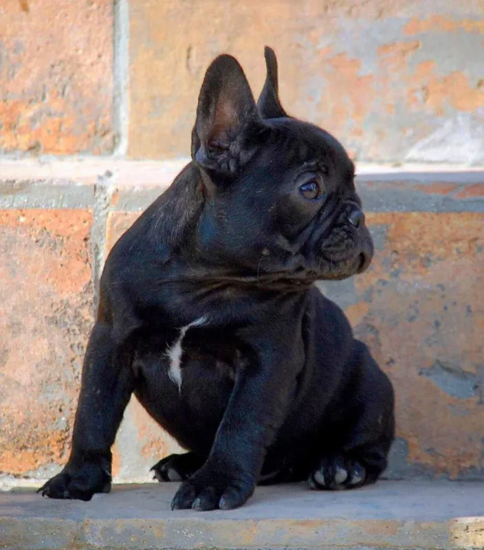 Francuski buldog štenci
