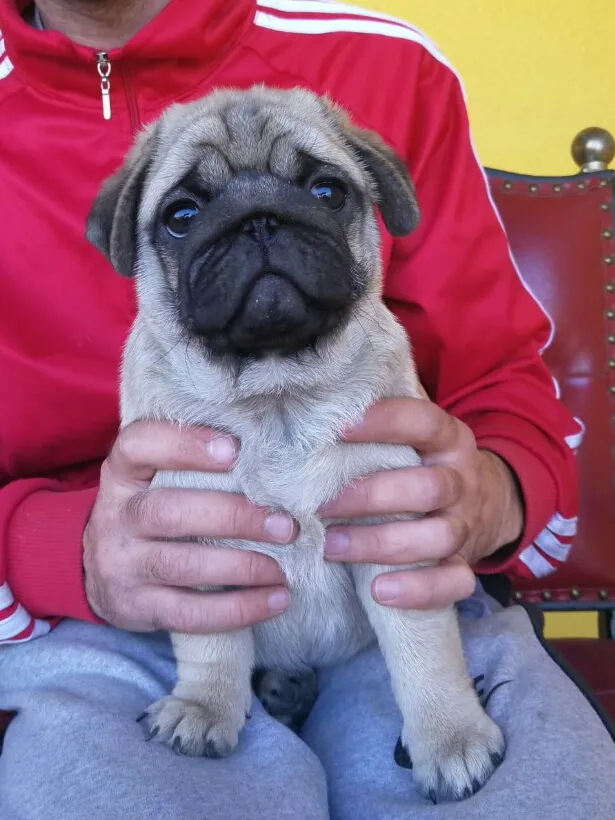 Mops štenci 