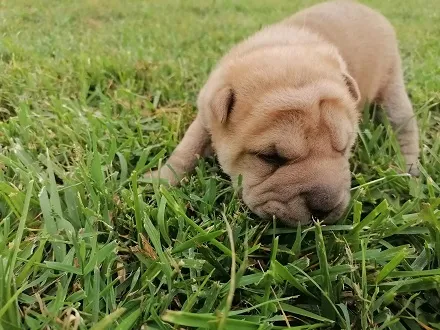 Shar pei - šar pej štenci