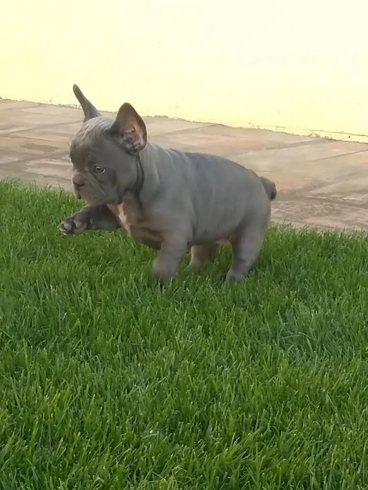 Francuski buldog 