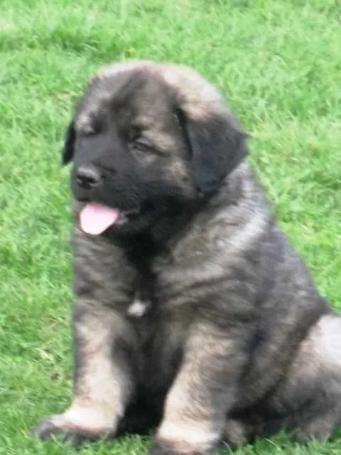 Šarplaninac, stenci svih uzrasta