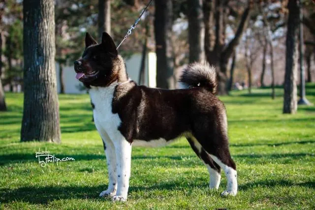 Americka akita- Vrhunsko leglo