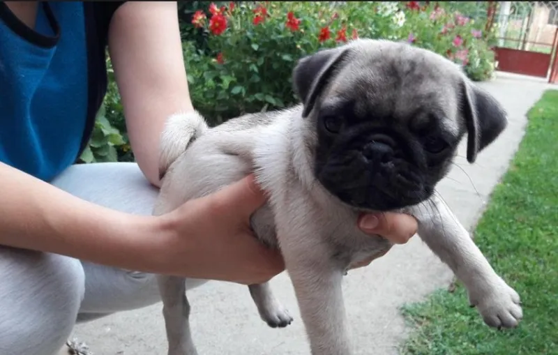 Mops ženkica
