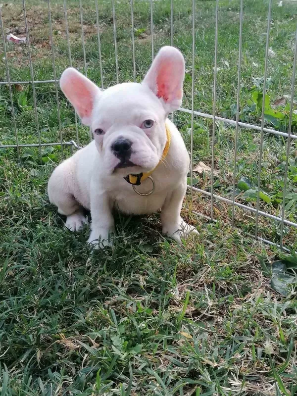 Francuski buldog štenci