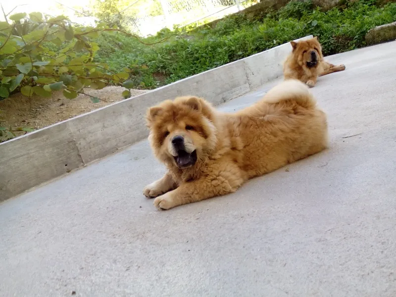 CHOW CHOW