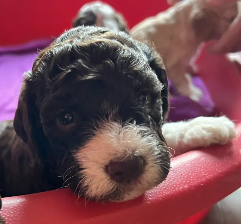 Lagotto Romagnolo štenci
