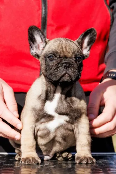 Francuski buldog štenci