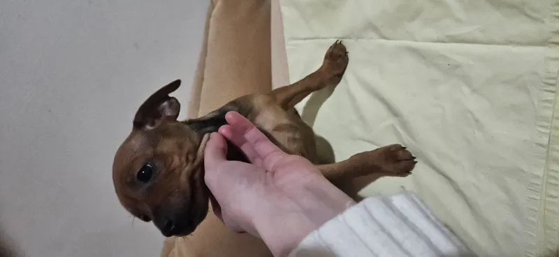Zenkica patuljastog pinca