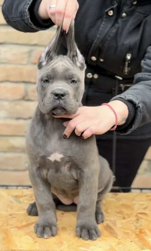 Cane Corso VRHUNSKI štenci