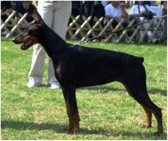 DOBERMAN stenci –  POVOLJNO !!
