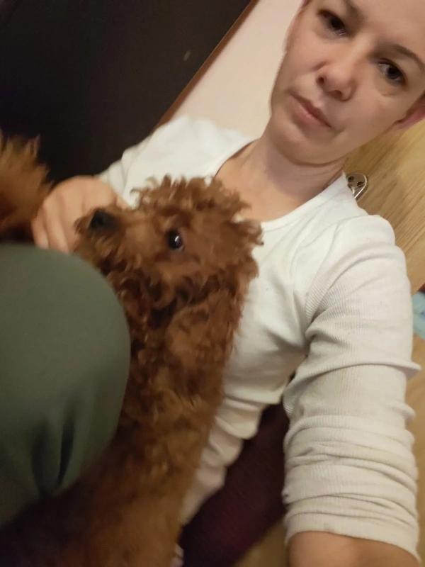 Crvene toy pudle