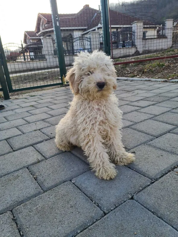 Pudla štenci
