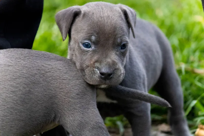 PITBUL štenci