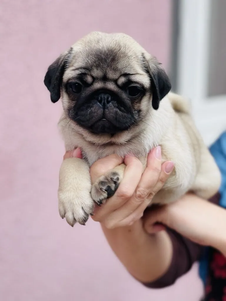 Mops žensko štene na prodaju