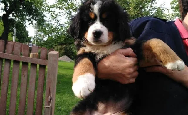 Bernski planinski pas štenci 