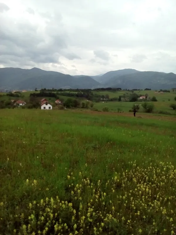 nemanja barjaktarovic