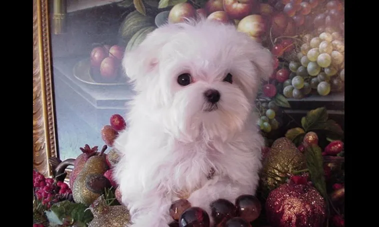 Maltezer i coton de tulear stenci na prodaju