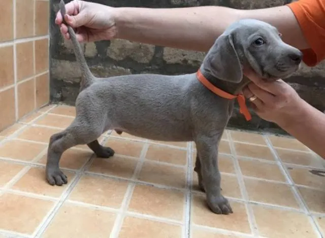 Vajmarski ptičar, štenci