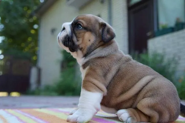 Engleski buldog, rezervacija stenaca