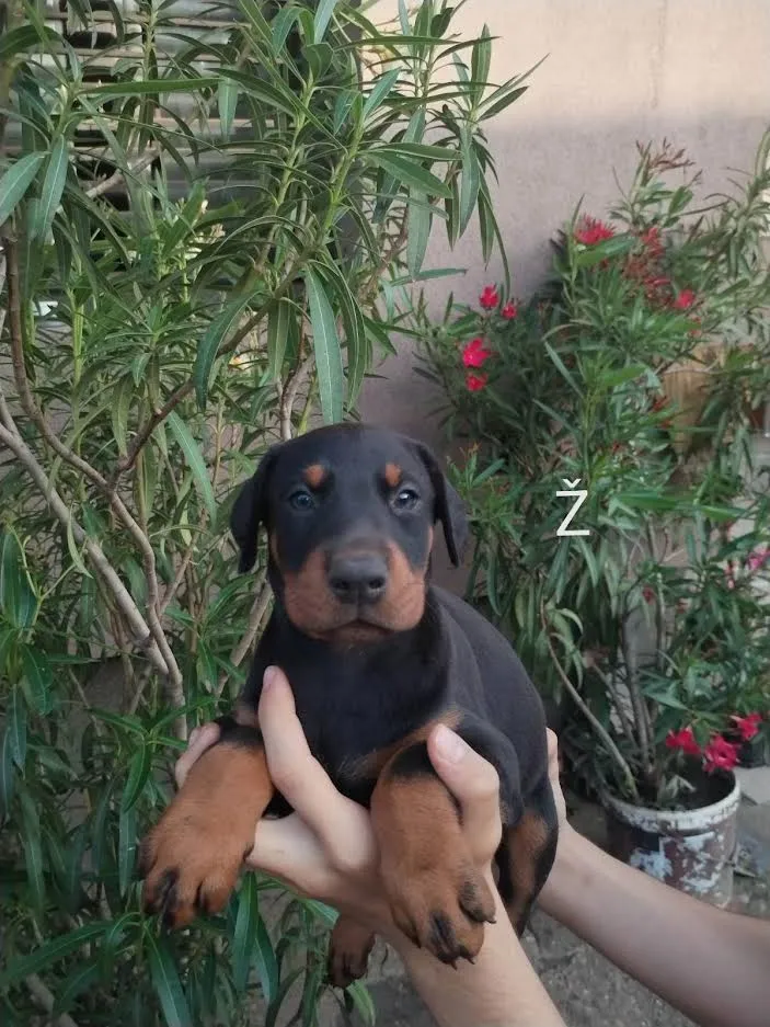 Doberman štenci