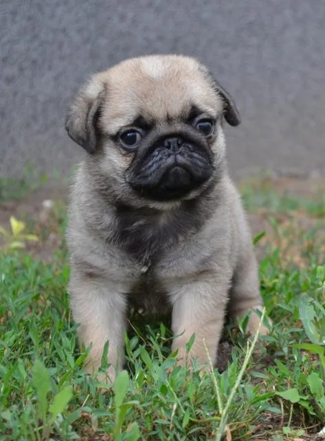 Mops, muski stenci