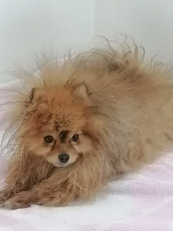 Pomeranac za parenje 