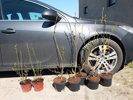 Americka visokozbunasta borovnica – sadnice