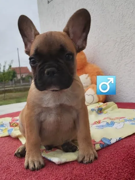 Francuski buldog 