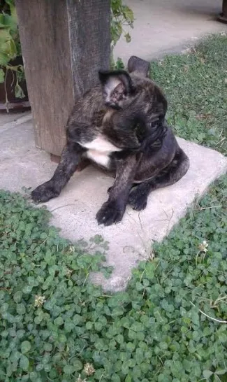 Francuski Buldog muzjak