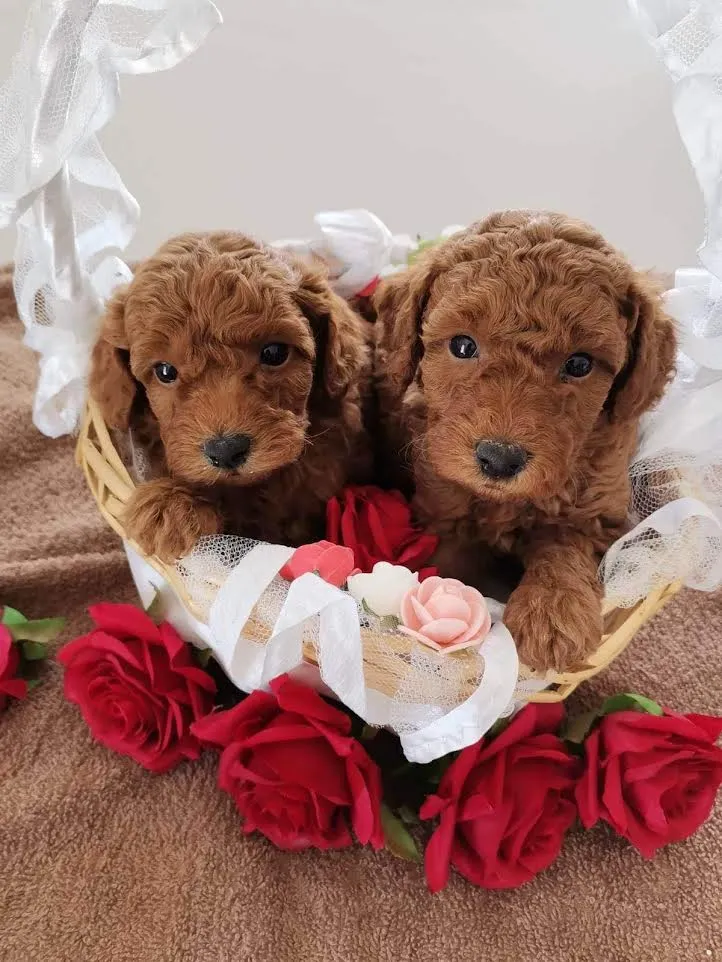 Štenci red toy pudle 