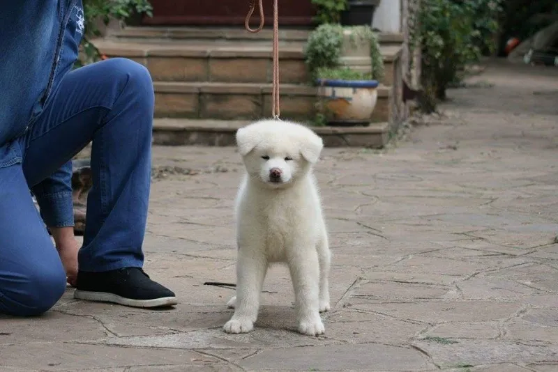    Akita inu, prvobirana muška štenad