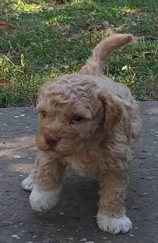 Lagotto romagnolo stenci
