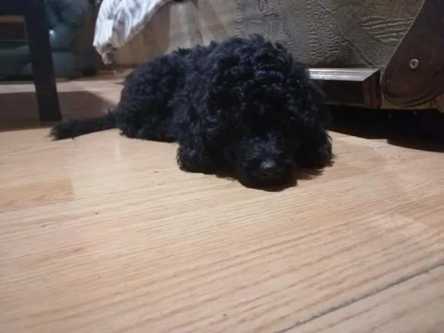 Srednja pudla, štenci