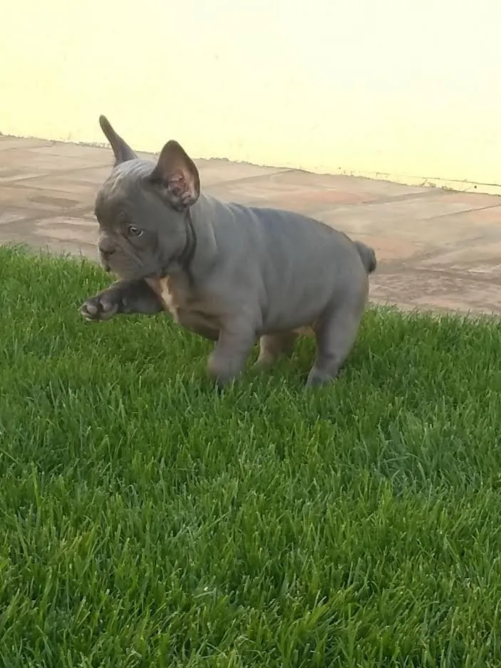 Francuski buldog štenci egzotičnih boja 