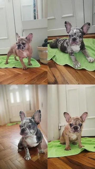 Francuski buldog stenci