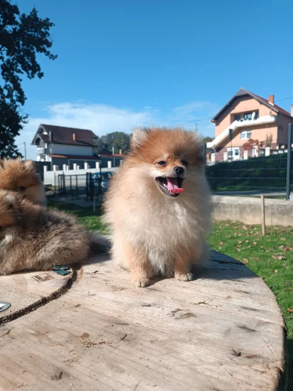 Pomeranski spic DOSTAVA 