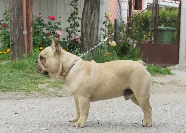 Francuski buldog, muzijak 