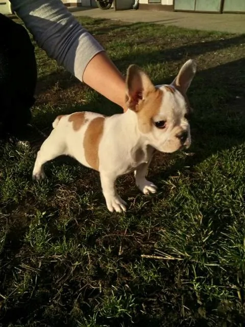 Francuski Buldog, zensko stene