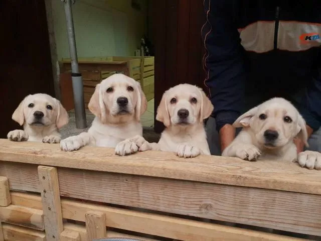 Labrador retriver, stenci