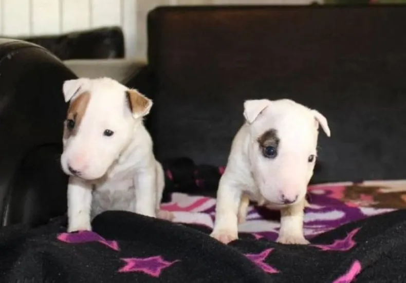 Mini Bull Terijer TOP štenci