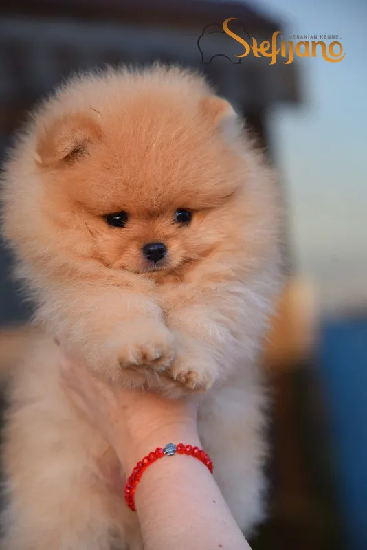 Pomeranac Boo muzjak