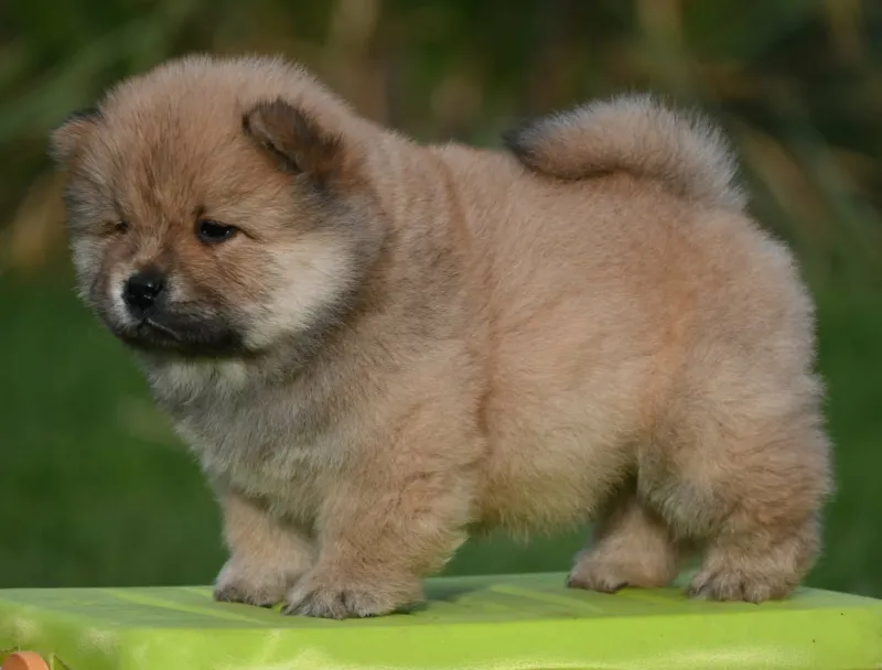 Chow Chow Čau Čau štenci
