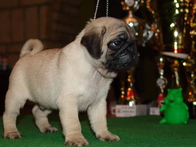 MOPS stenci sampionskog porekla