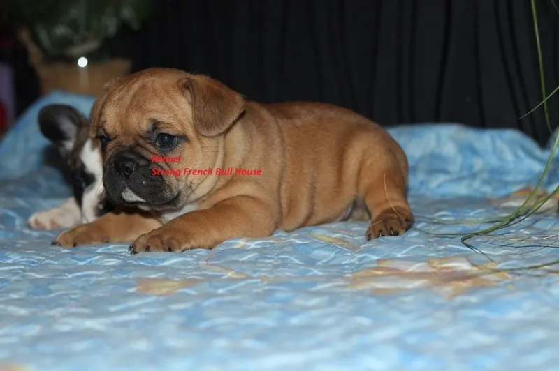 Francuski Buldog