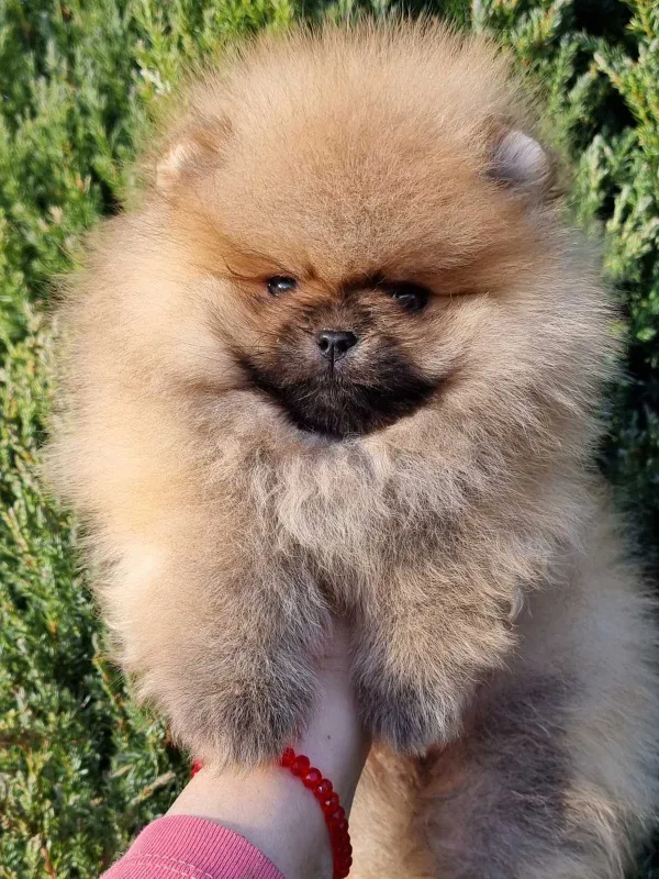 Pomeranac Boo zenkica