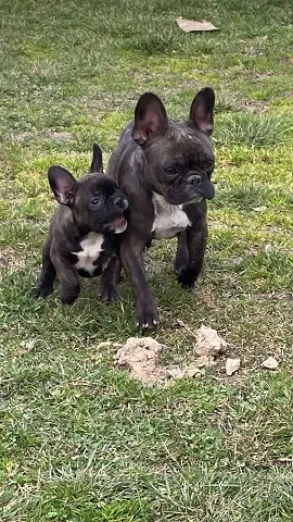 Francuski buldog stenci